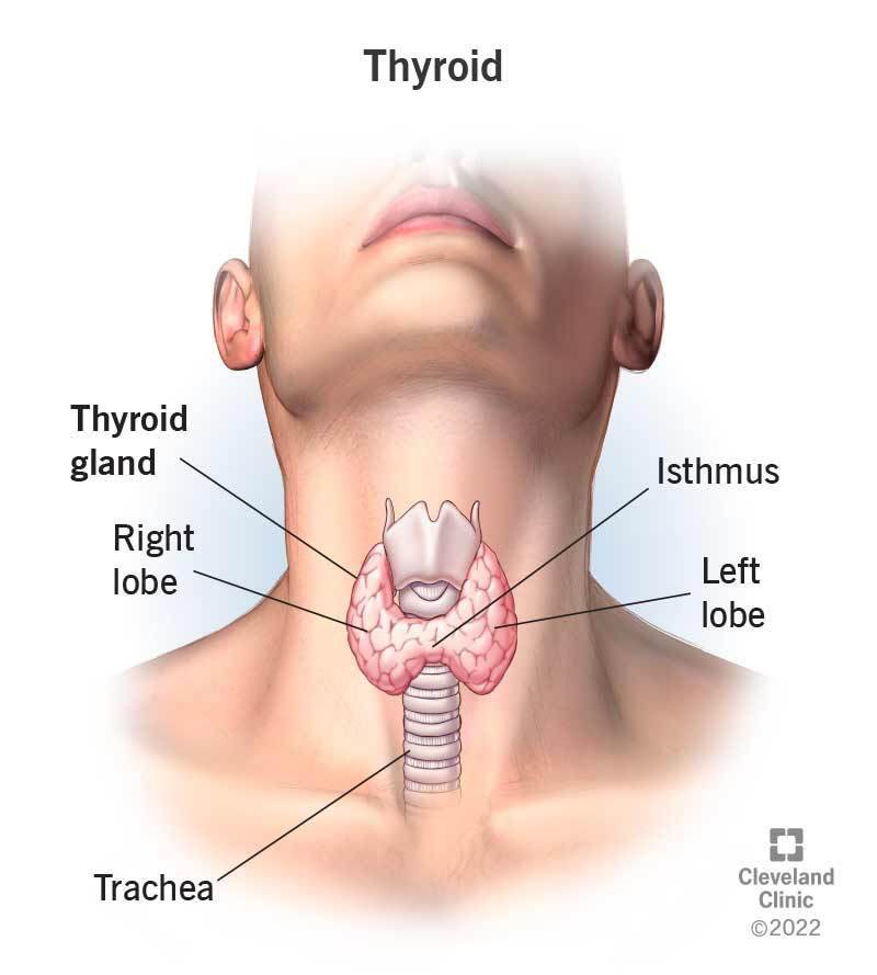 Medical illustration of the thyroid gland at the front of the neck, showing the right and left lobes, the isthmus connecting them, and their position in front of the trachea.