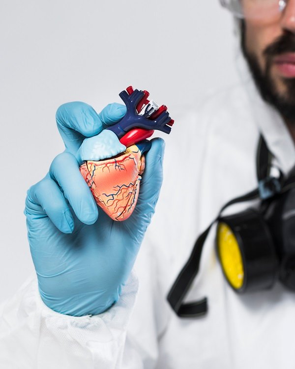 Doctor in protective gear holding a detailed anatomical model of a human heart.